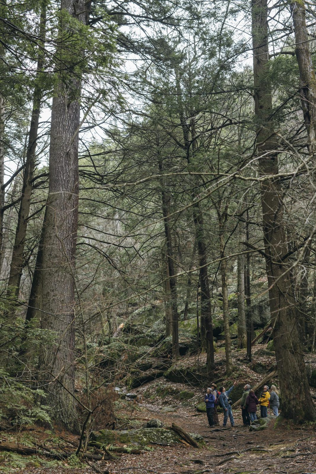 Hemlock and white pine at Ice Glen
